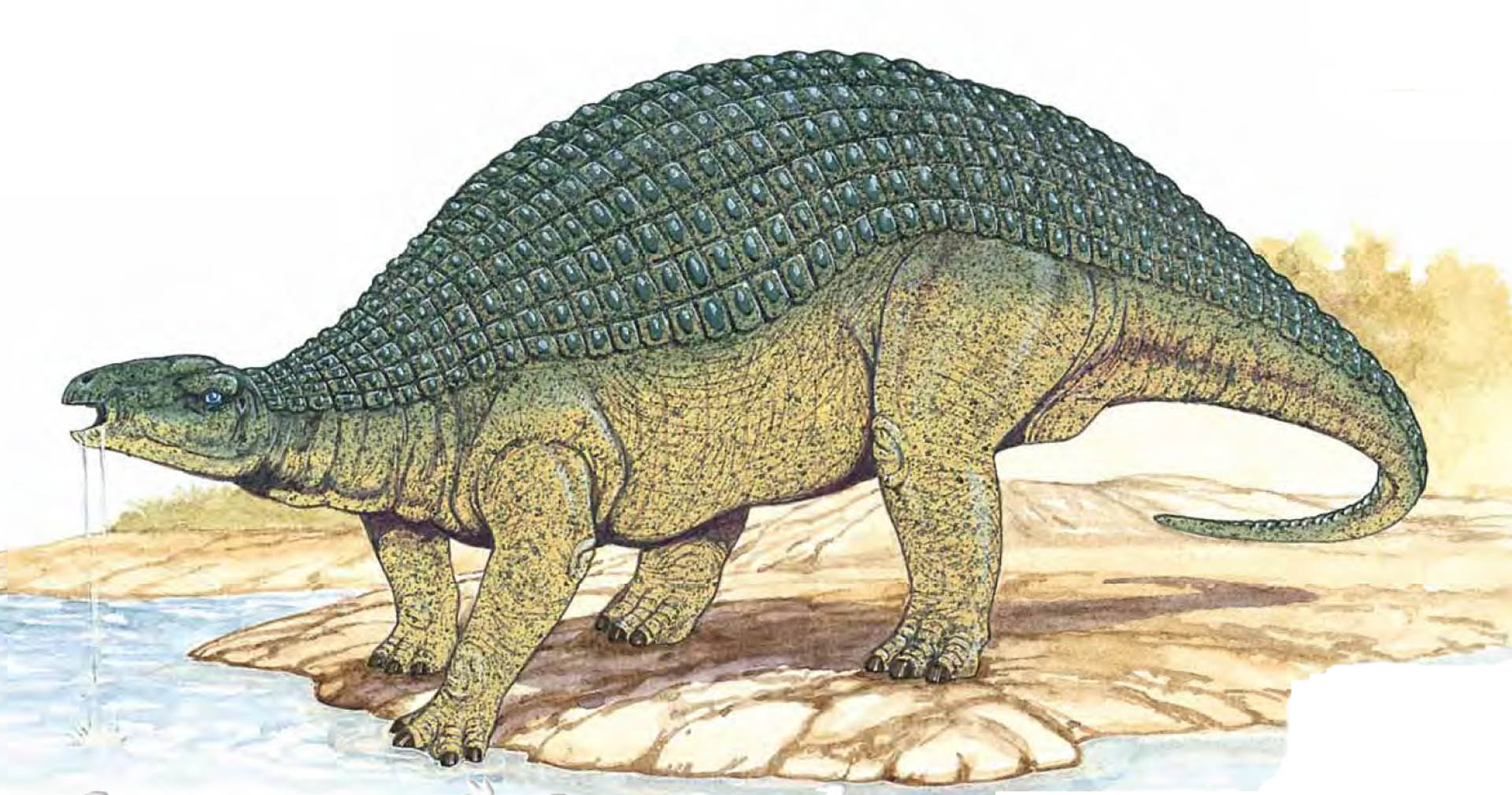 Nodosaurus Fact Sheet - Dinosaur Coloring Pages